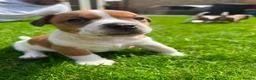 Jack Russell dogs for sale: Jack russell puppies  - Advert 5