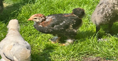 Chickens poultry - Advert 6