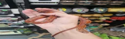 Corn Snake reptiles for sale: Pied cornsnake baby  - Advert 1