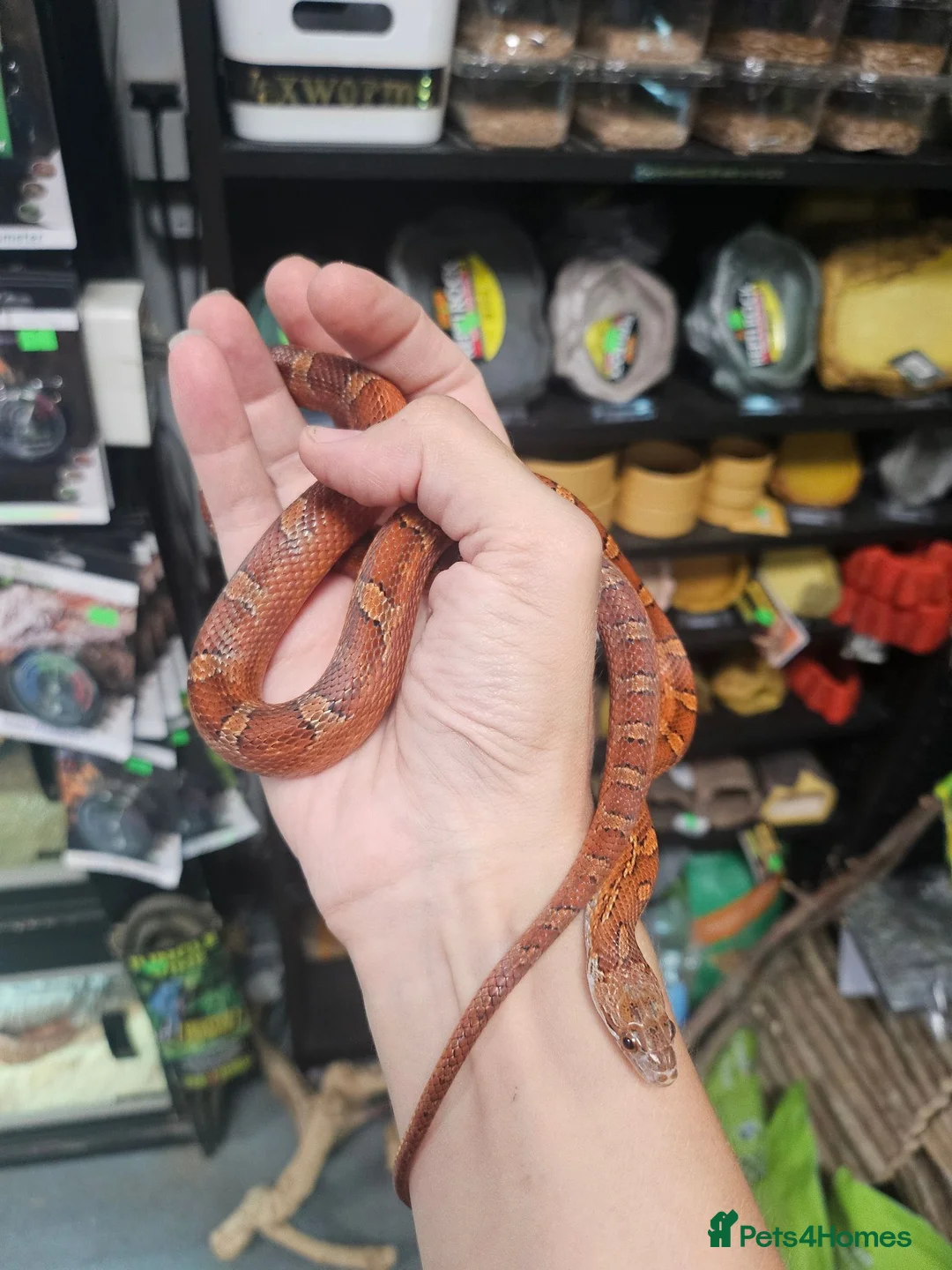 Corn Snake reptiles for sale: Pied cornsnake baby  - Advert 1