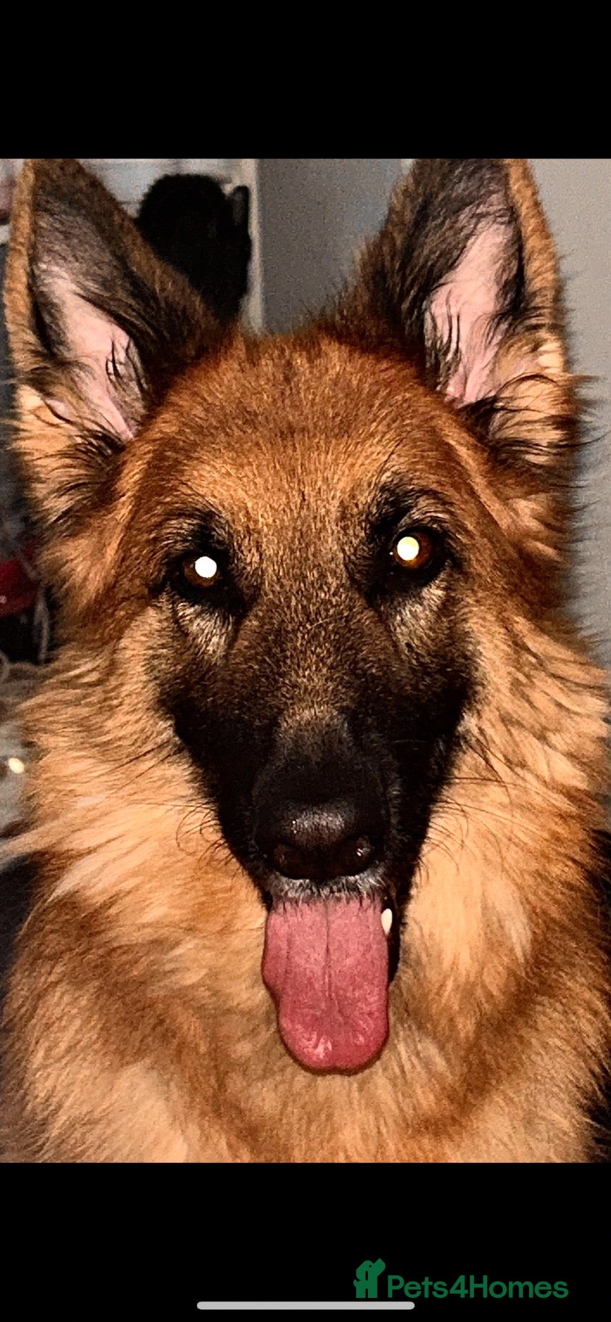 German Shepherd dogs 2 German shepherd puppy’s for sale. - Advert 2
