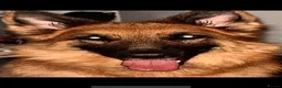 German Shepherd dogs for sale: 2 German shepherd puppy’s for sale. in Glasgow - Advert 1