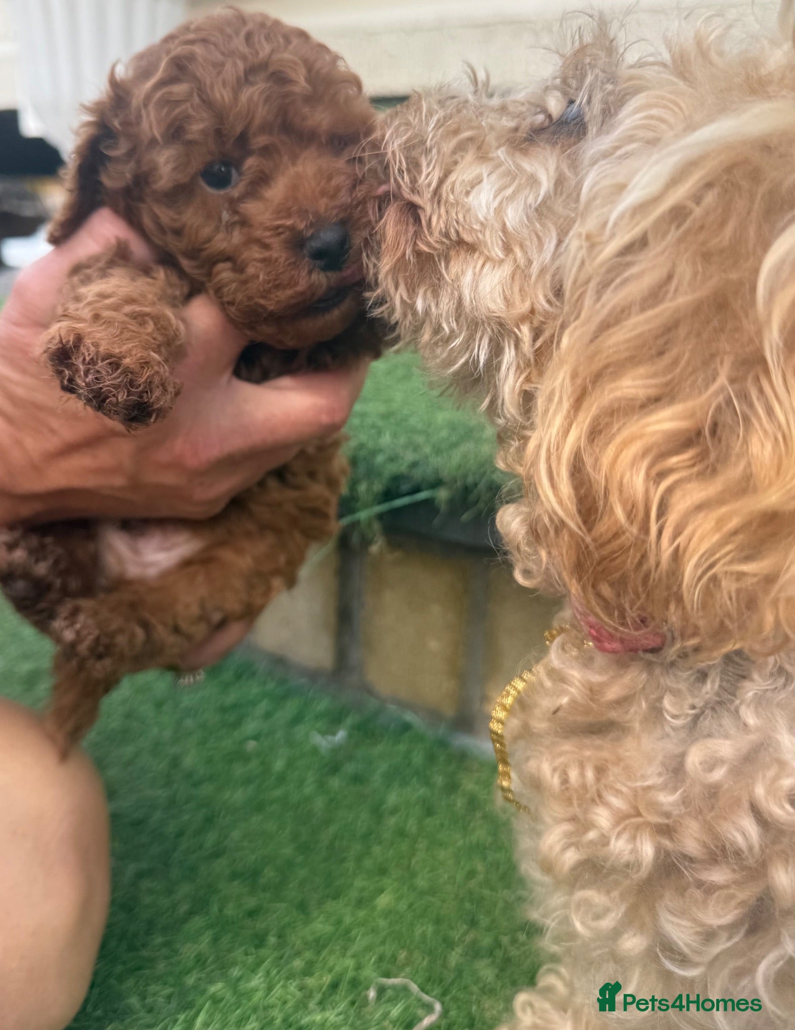 Toy Poodle dogs A wonderful handsome little boy toy poodle  - Advert 18