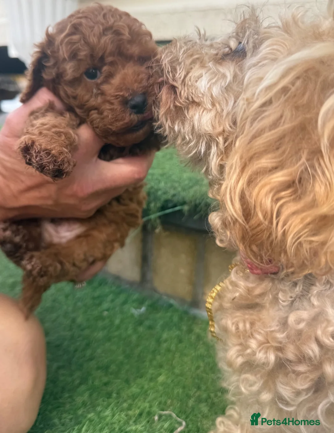 Toy Poodle dogs for sale: A wonderful handsome little boy toy poodle  in Pontypool - Advert 1