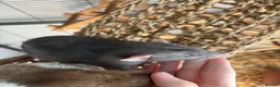 Rat rodents for sale: 6 male rats need for rehoming in Rugby - Advert 7