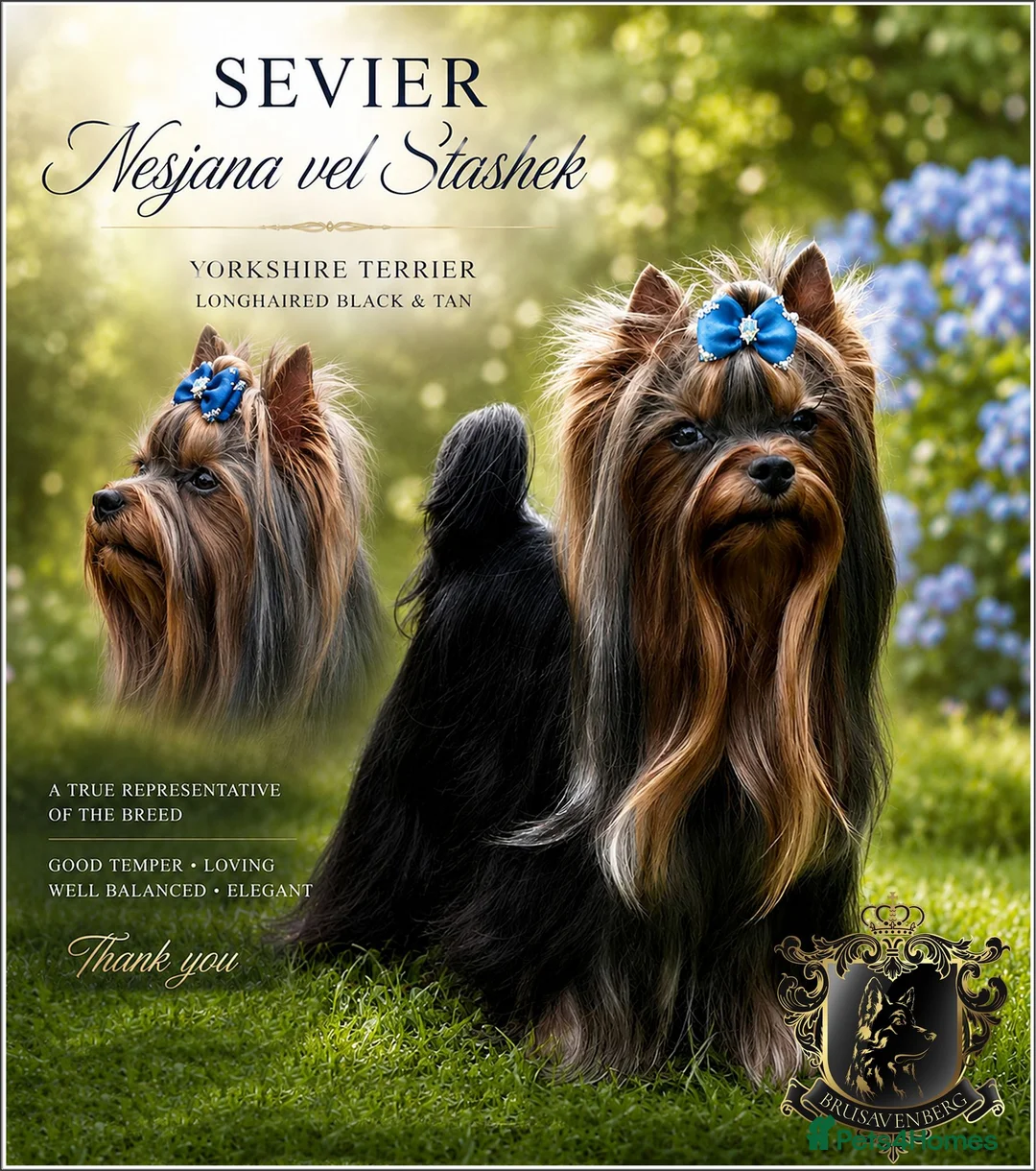 Yorkshire Terrier dogs for sale: MINIATURE YORKSHIRE TERRIERS KC PARENTS DNA TESTED - Advert 4