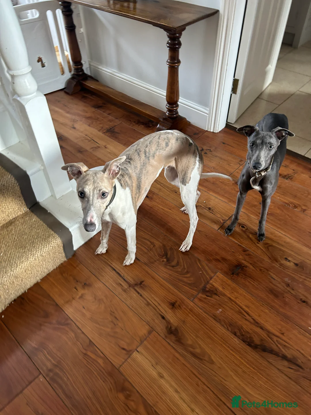 Whippet dogs for sale: Bertie; Gorgeous blue brindle whippet boy - Advert 4