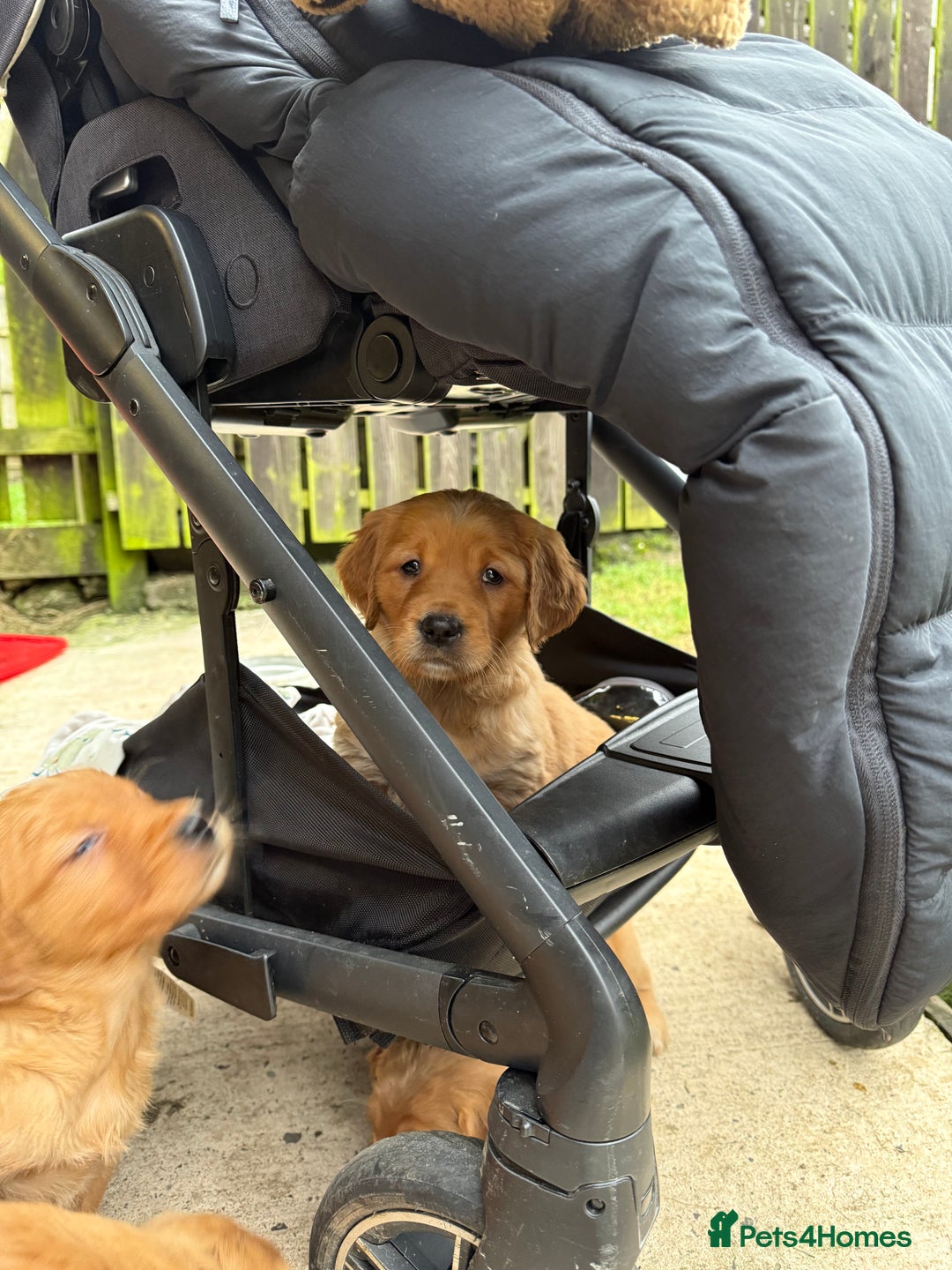 Golden Retriever dogs for sale: KC Working Golden Retriever Pups - Advert 10