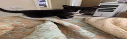 Mixed Breed cats for sale: 2 kittens left  - Advert 21