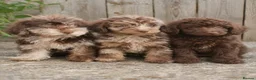 Toy Poodle dogs for sale: Choc merle boy - Advert 2