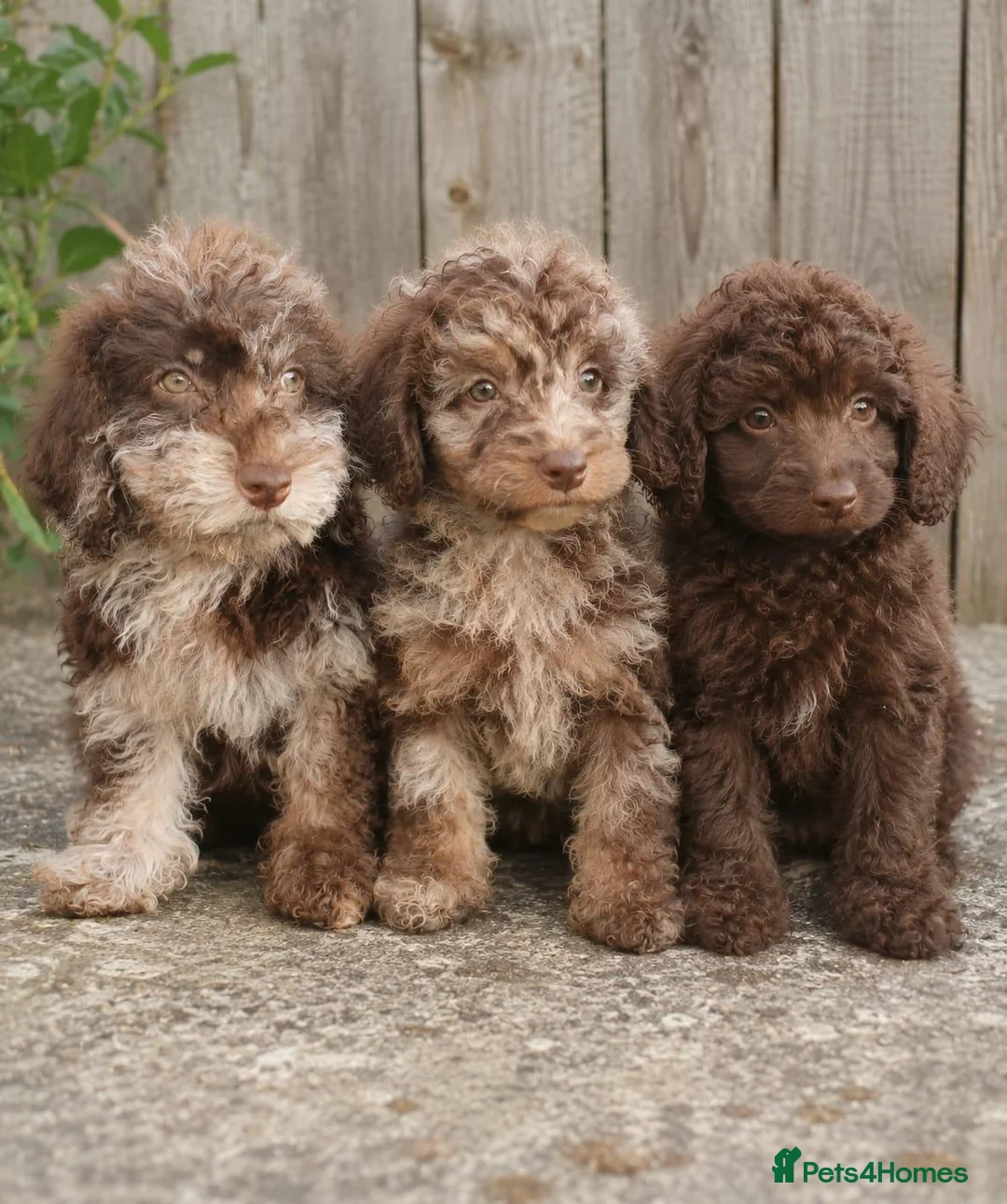 Toy Poodle dogs for sale: Choc merle boy - Advert 2
