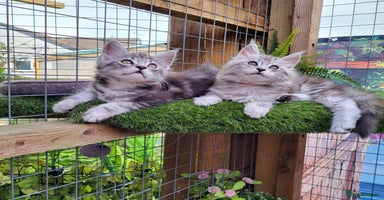 Maine Coon cats - Advert 12