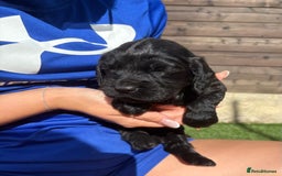 Cocker Spaniel dogs for sale: 3 Beautiful cocker spaniel puppies 2 boys 1 girl - Image 10