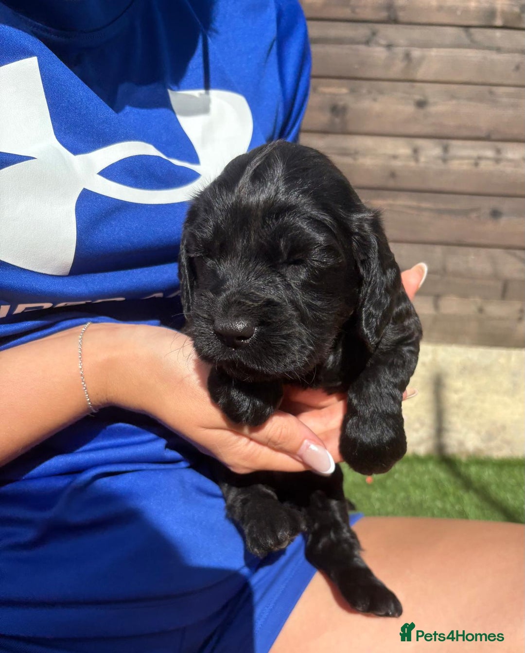 Cocker Spaniel dogs for sale: 3 Beautiful cocker spaniel puppies 2 boys 1 girl - Image 10