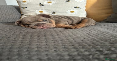 English Bulldog dogs - Advert 1