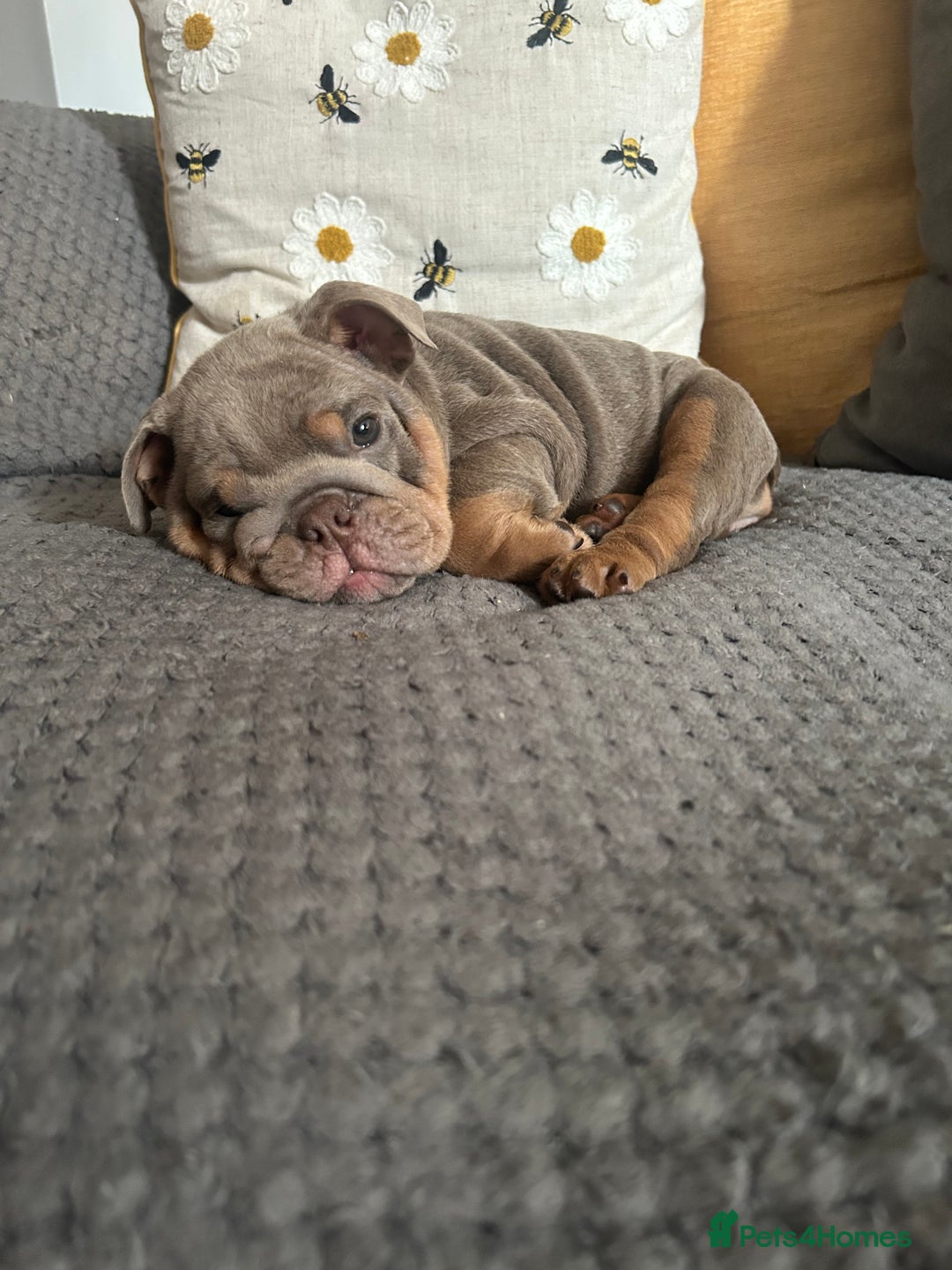 English Bulldog dogs for sale: Lilac and tan miniature female  - Image 3