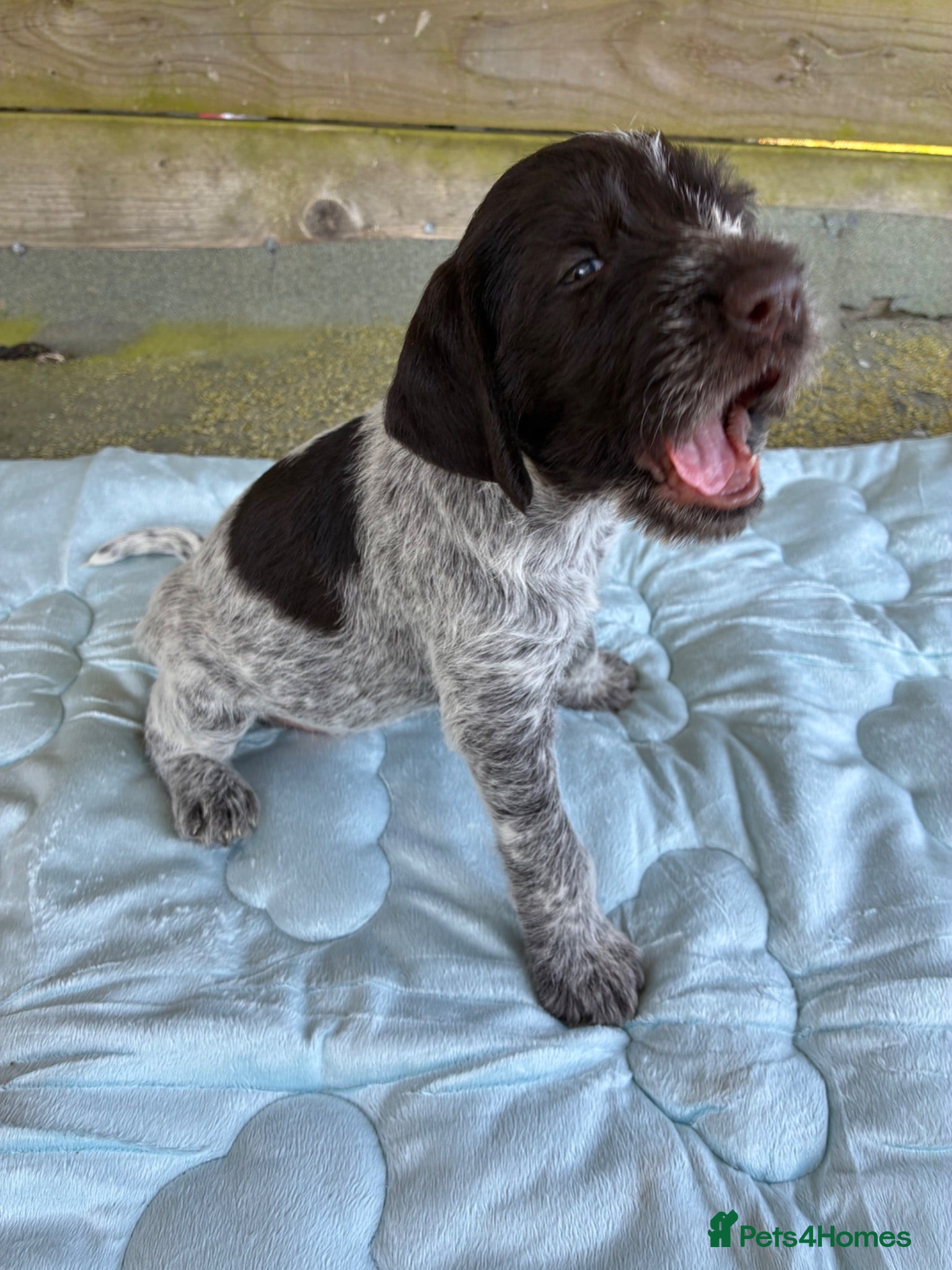 German Wirehaired Pointer dogs BEAUTIFUL HEALTHY KC REGISTERED GWP PUPS - Advert 3