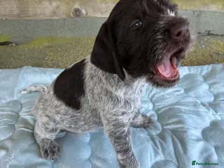 German Wirehaired Pointer dogs BEAUTIFUL HEALTHY KC REGISTERED GWP PUPS - Advert 3