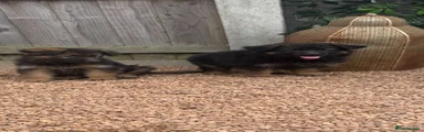 German Shepherd 8