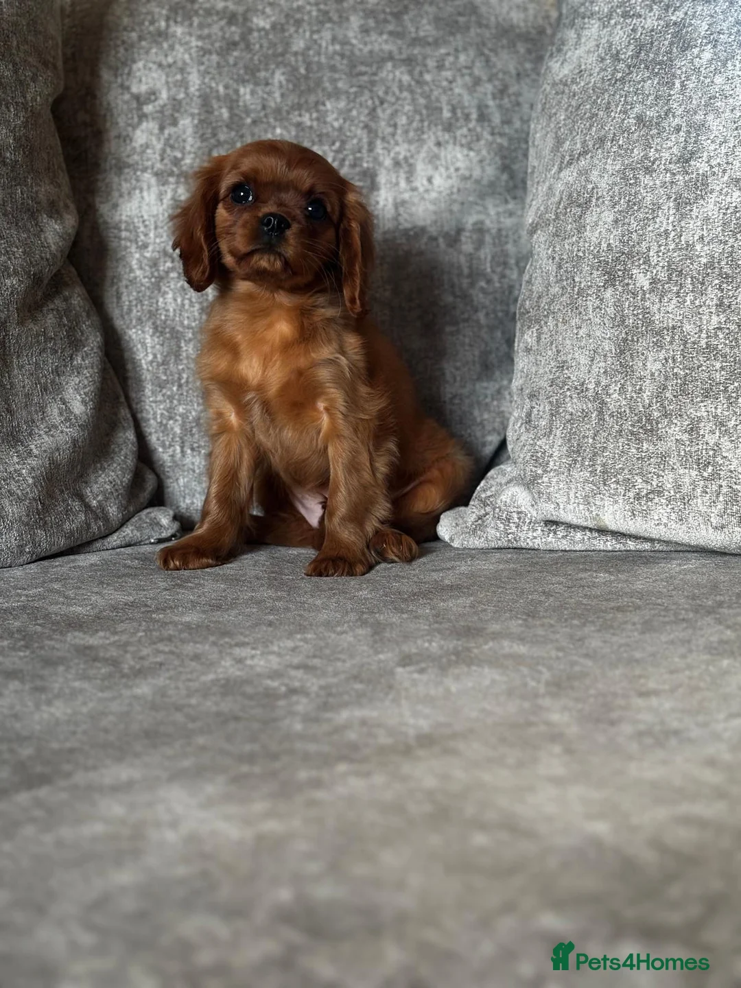 Cavalier King Charles Spaniel dogs for sale: CAVALIER KING CHARLES SPANIELS  - Advert 2