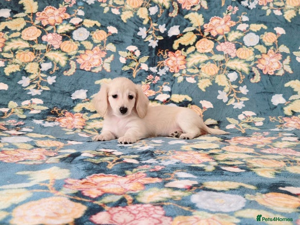 Miniature Dachshund dogs - Advert 2