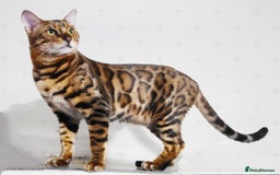 Bengal cats for stud: For Sale Amazing Stud Bengal Male TICA reg litters in Durham - Image 1