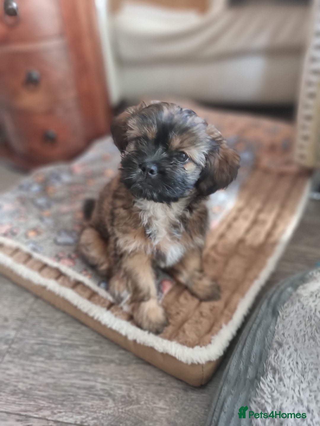 Shih Tzu dogs for sale: Shihtzu pupies. - Advert 7