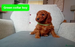 Cockapoo dogs for sale: Dark red F1b Cockapoos - Image 9