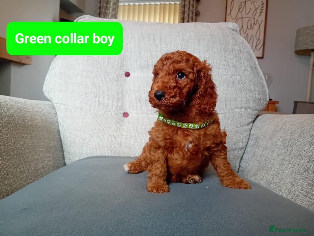 Cockapoo dogs for sale: Dark red F1b Cockapoos - Image 9