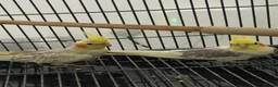 Cockatiels birds for sale: Cockatiels  - Advert 2