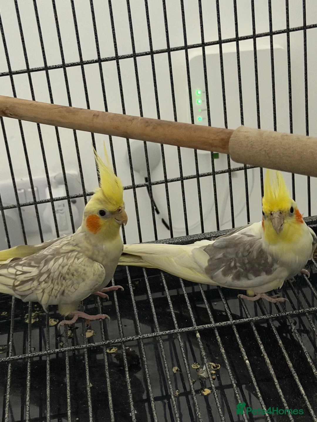 Cockatiels birds for sale: Cockatiels  - Advert 2