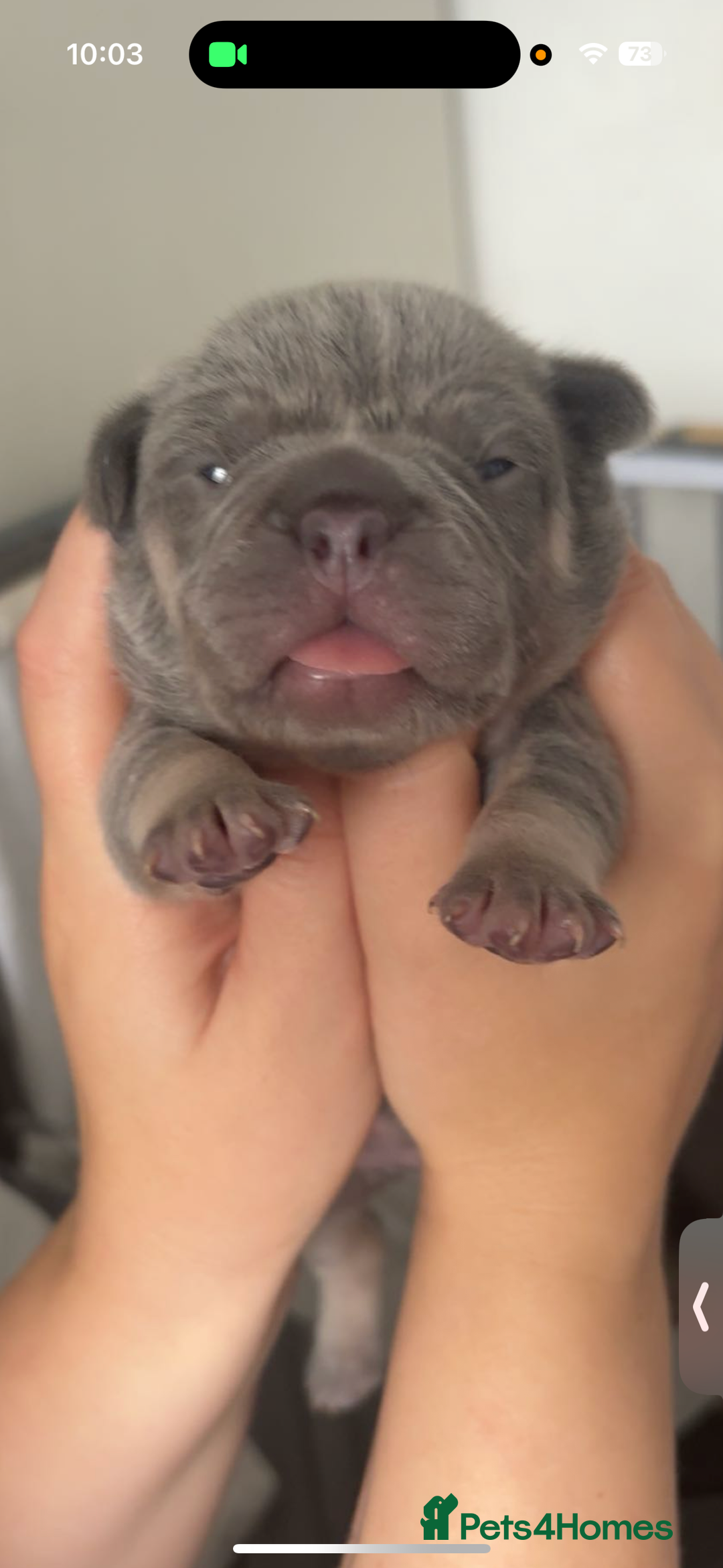 French Bulldog dogs for sale: ✨2 beautiful French bulldogs✨ - Advert 6