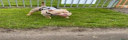 American Bully dogs for sale: Pocket bully Female in Bradford - Advert 5