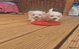 Bichon Frise dogs for sale: 4 boys and 1 girl. - Image 10