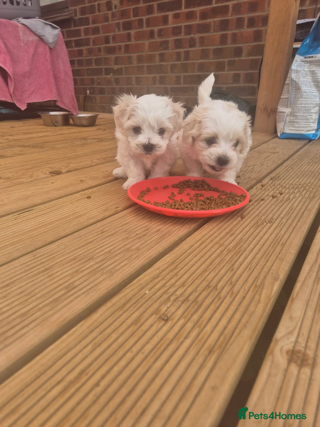 Bichon Frise dogs for sale: 4 boys and 1 girl. - Image 10