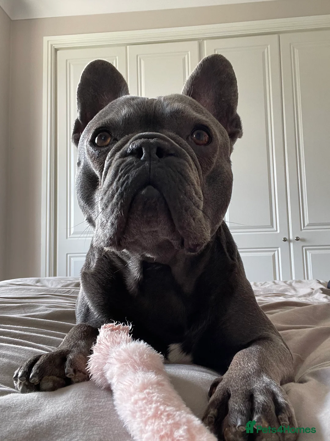 French Bulldog dogs for sale: French Bulldog, rehoming - Advert 2