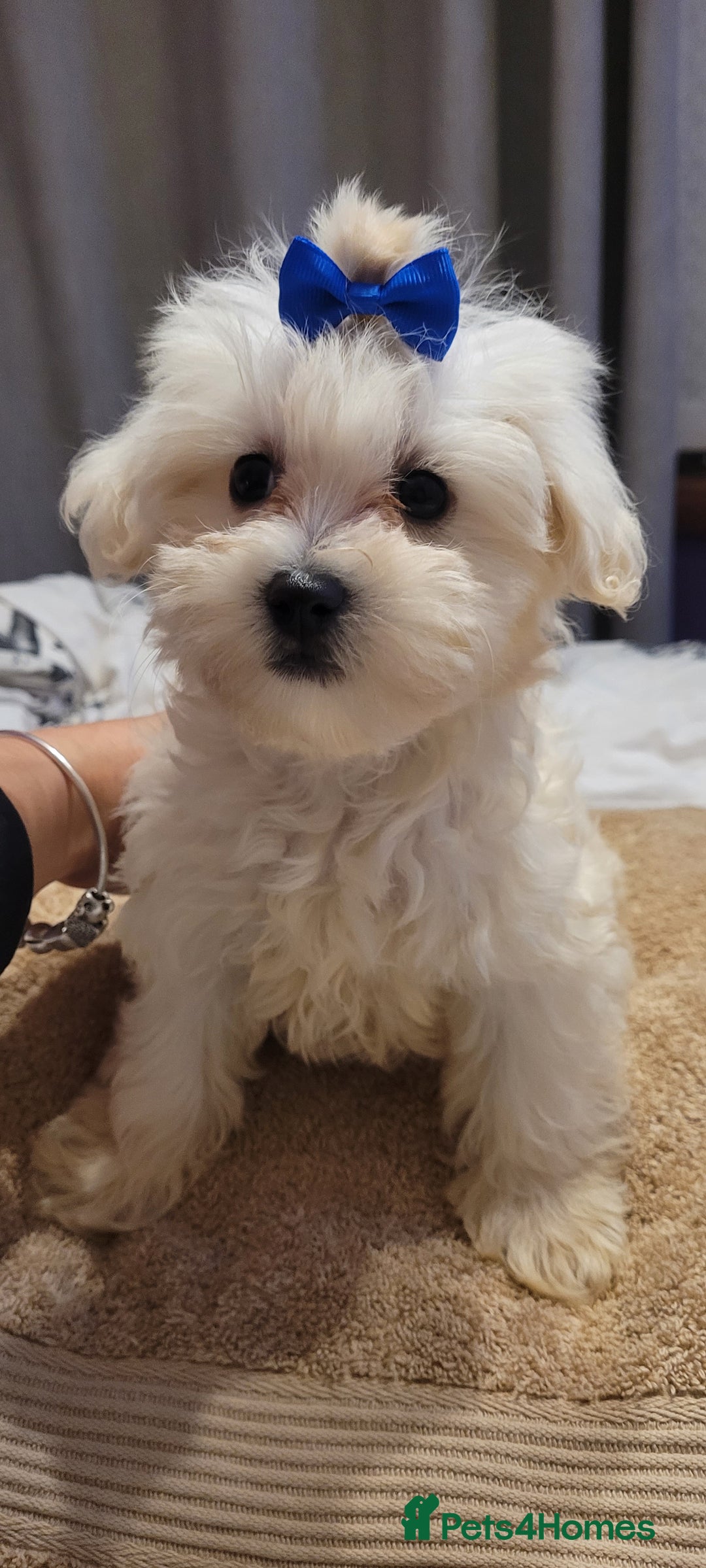 Maltipoo dogs for sale: Olivia M  - Advert 6