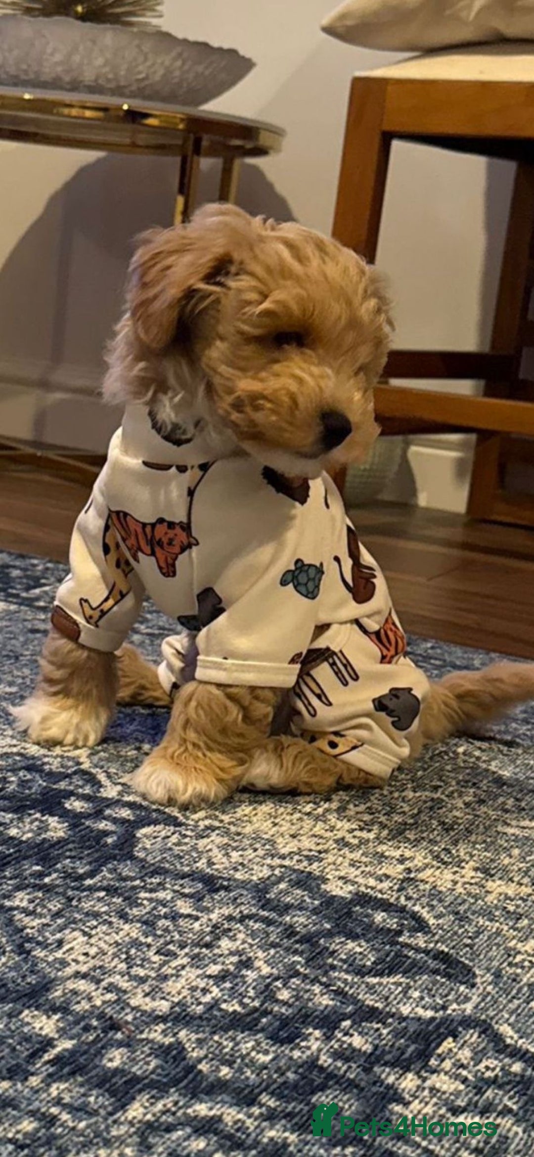 Schnoodle dogs for sale: Gorgeous American Toy Schnoodle Puppies For Sale - Advert 11