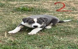 Border Collie dogs for sale: Boarder collie puppies  - Image 3