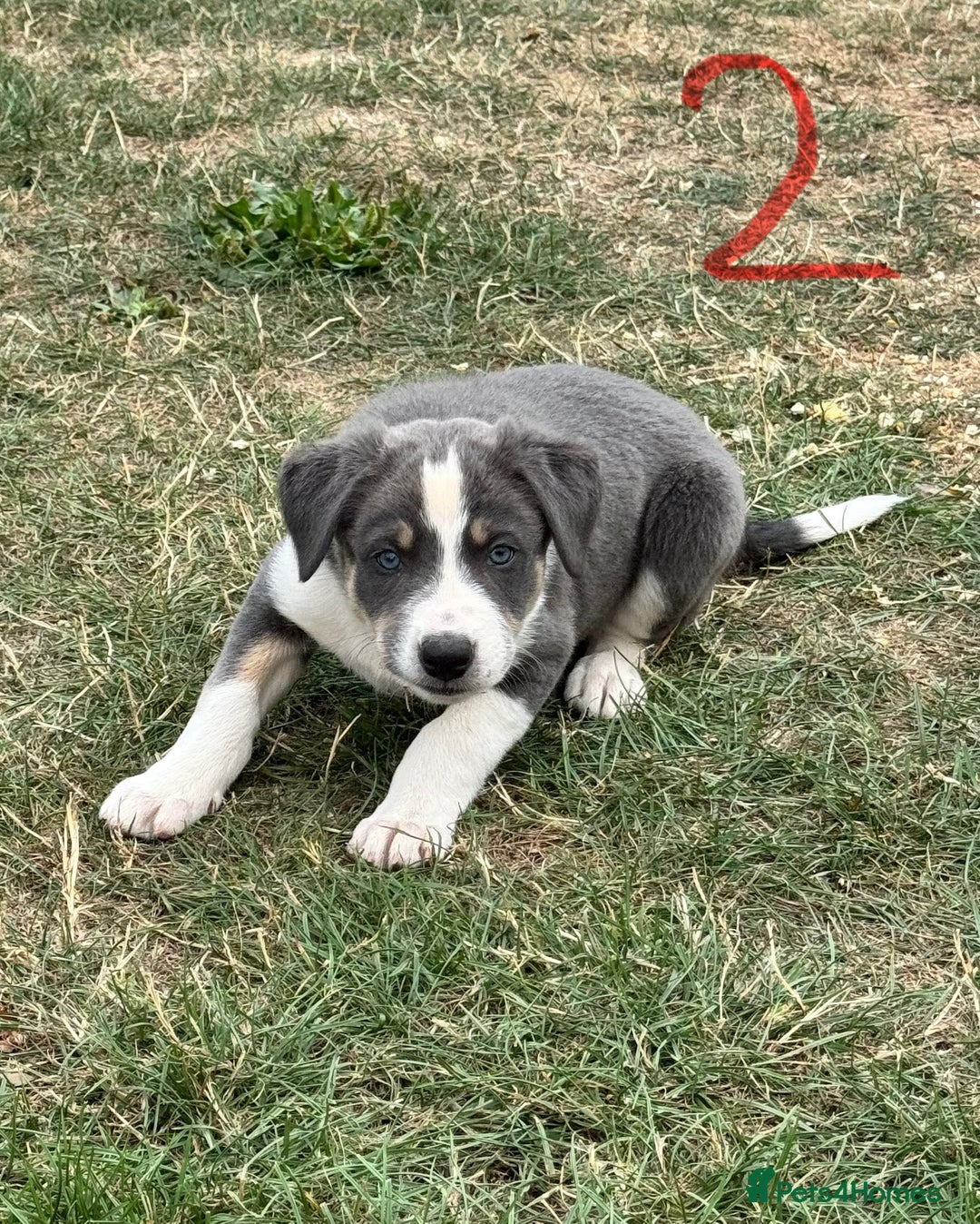 Border Collie dogs for sale: Boarder collie puppies  - Image 3