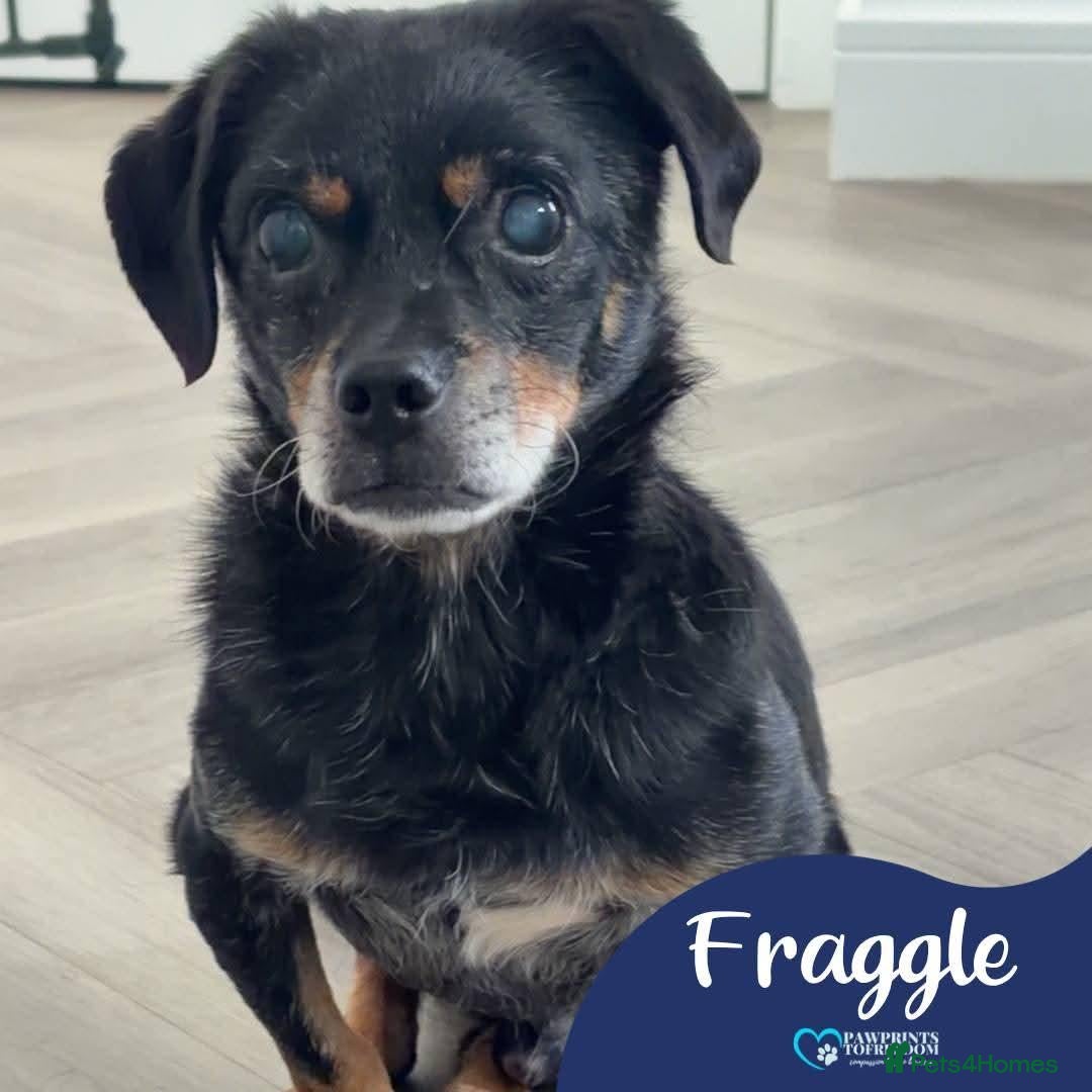 Mixed Breed dogs Meet Fraggle, currently residing in East Lothian  - Advert 3