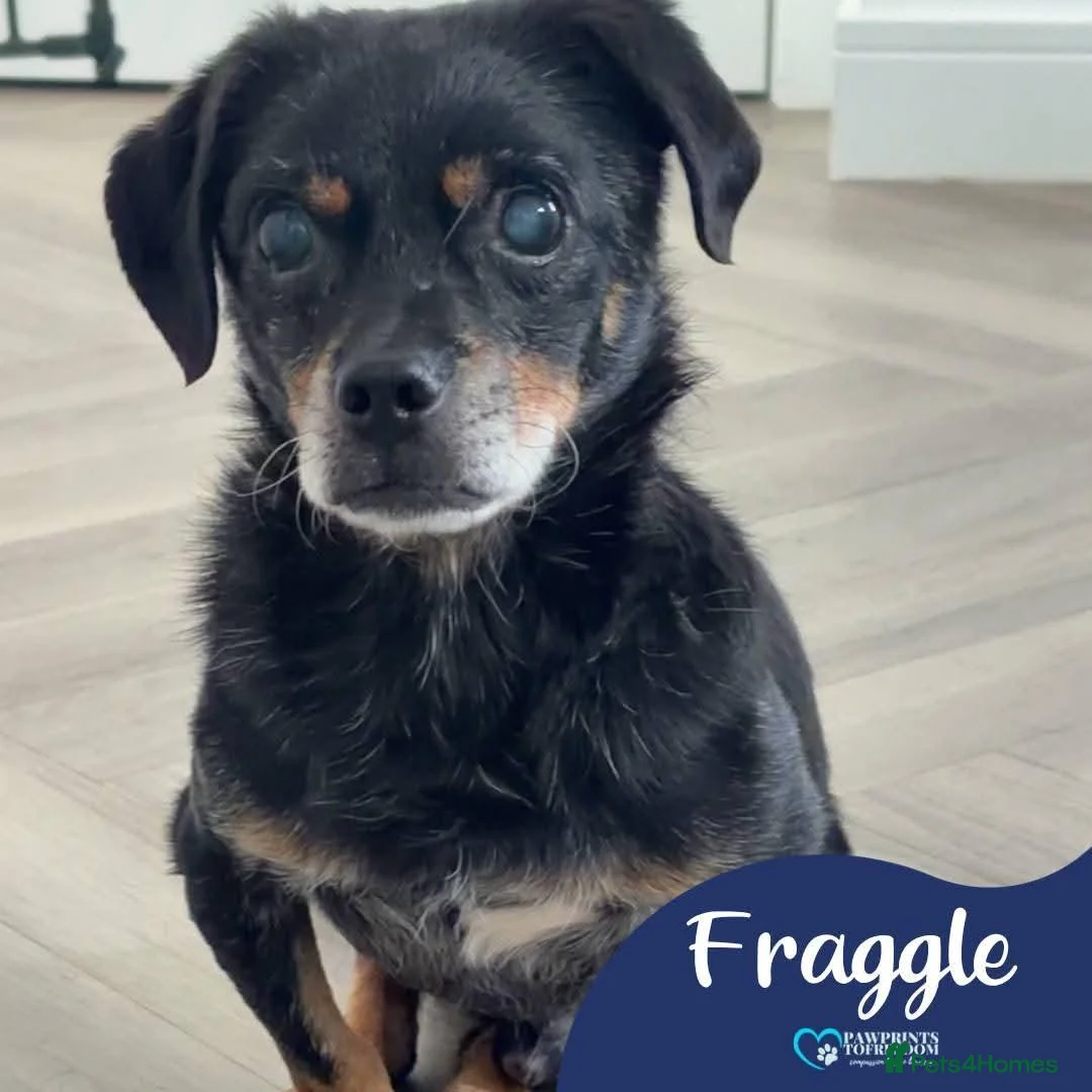 Mixed Breed dogs for adoption: Meet Fraggle, currently residing in East Lothian  in Tranent - Advert 1