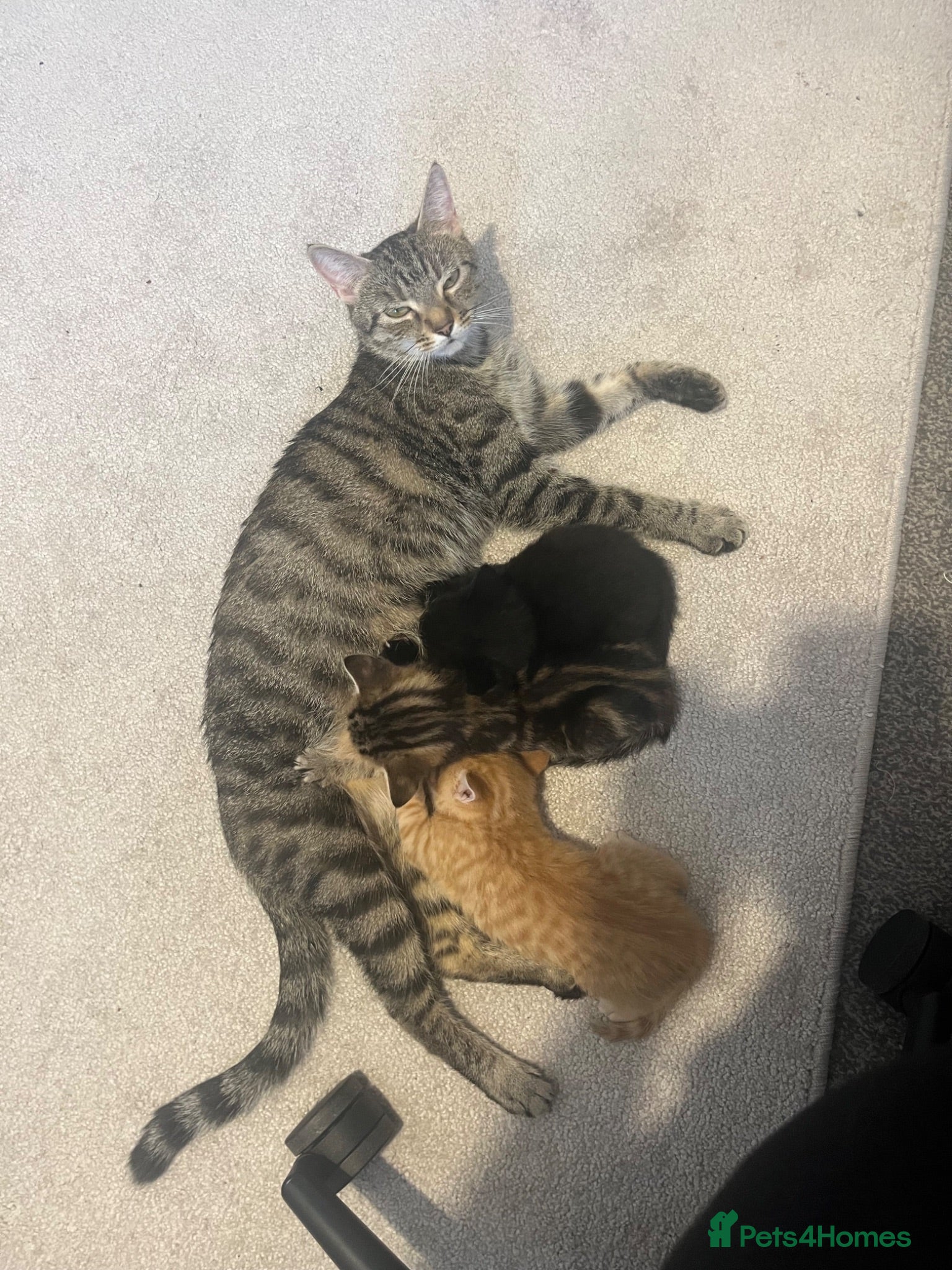 Mixed Breed cats 3 kittens ready by 22nd June  - Advert 2