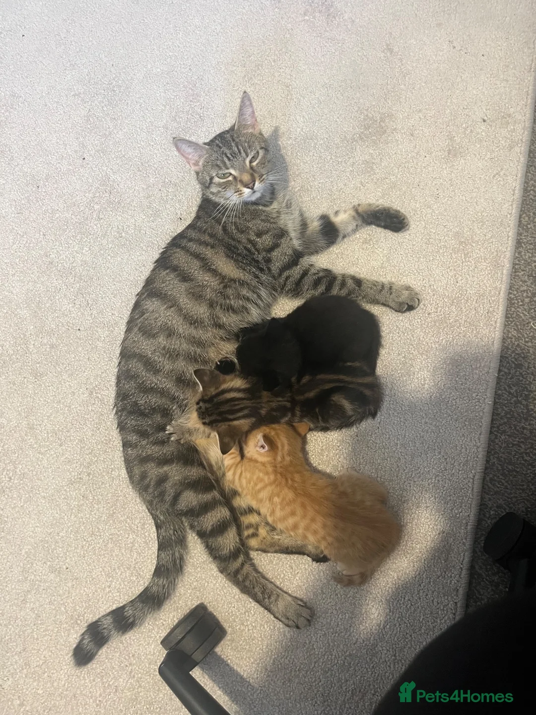 Mixed Breed cats for sale: 3 kittens ready by 22nd June  in Swindon - Advert 1