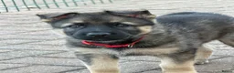 German Shepherd dogs for sale: Straight backed German shepherd’s  - Advert 2