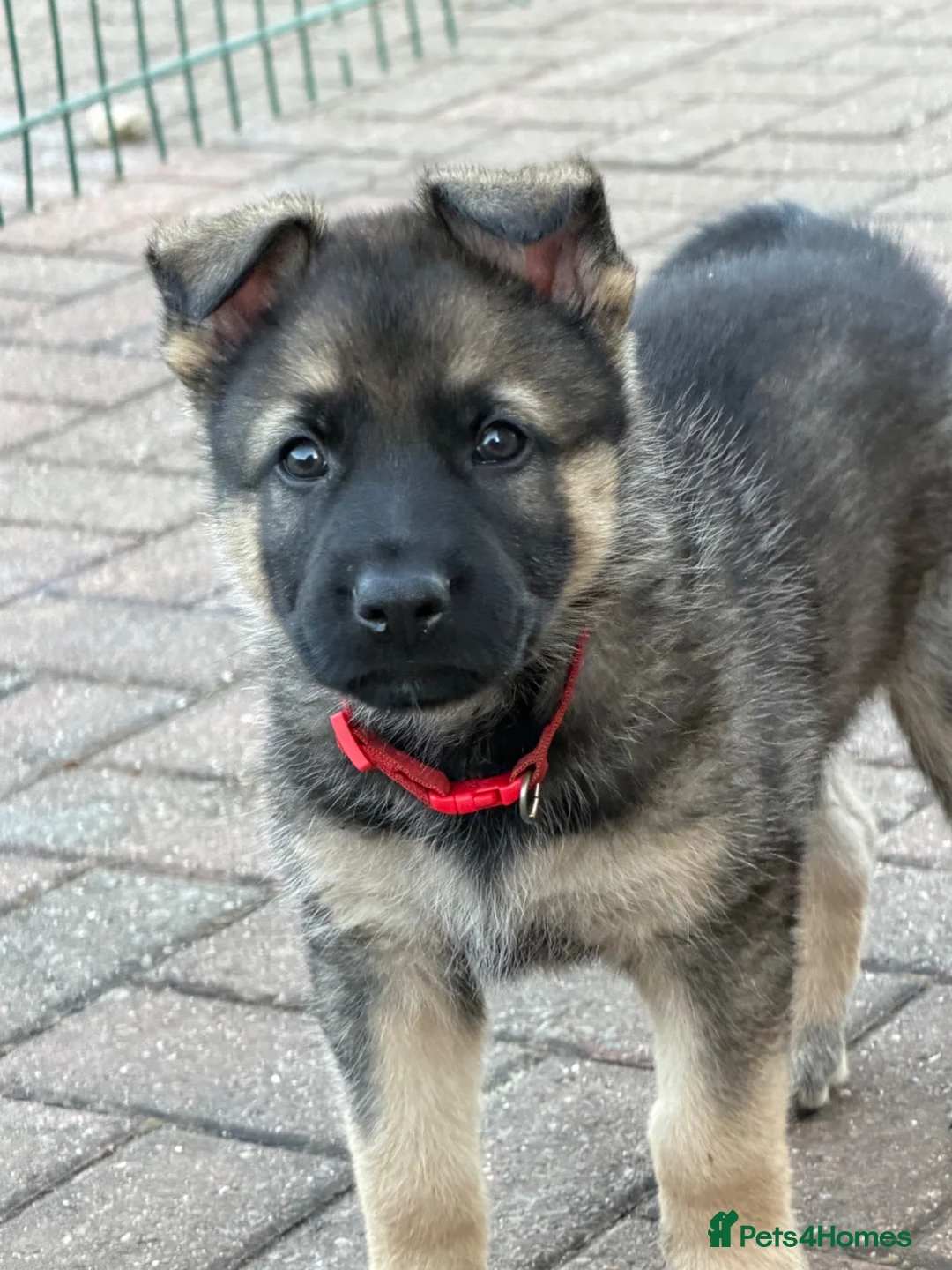 German Shepherd dogs for sale: Straight backed German shepherd’s  - Advert 2