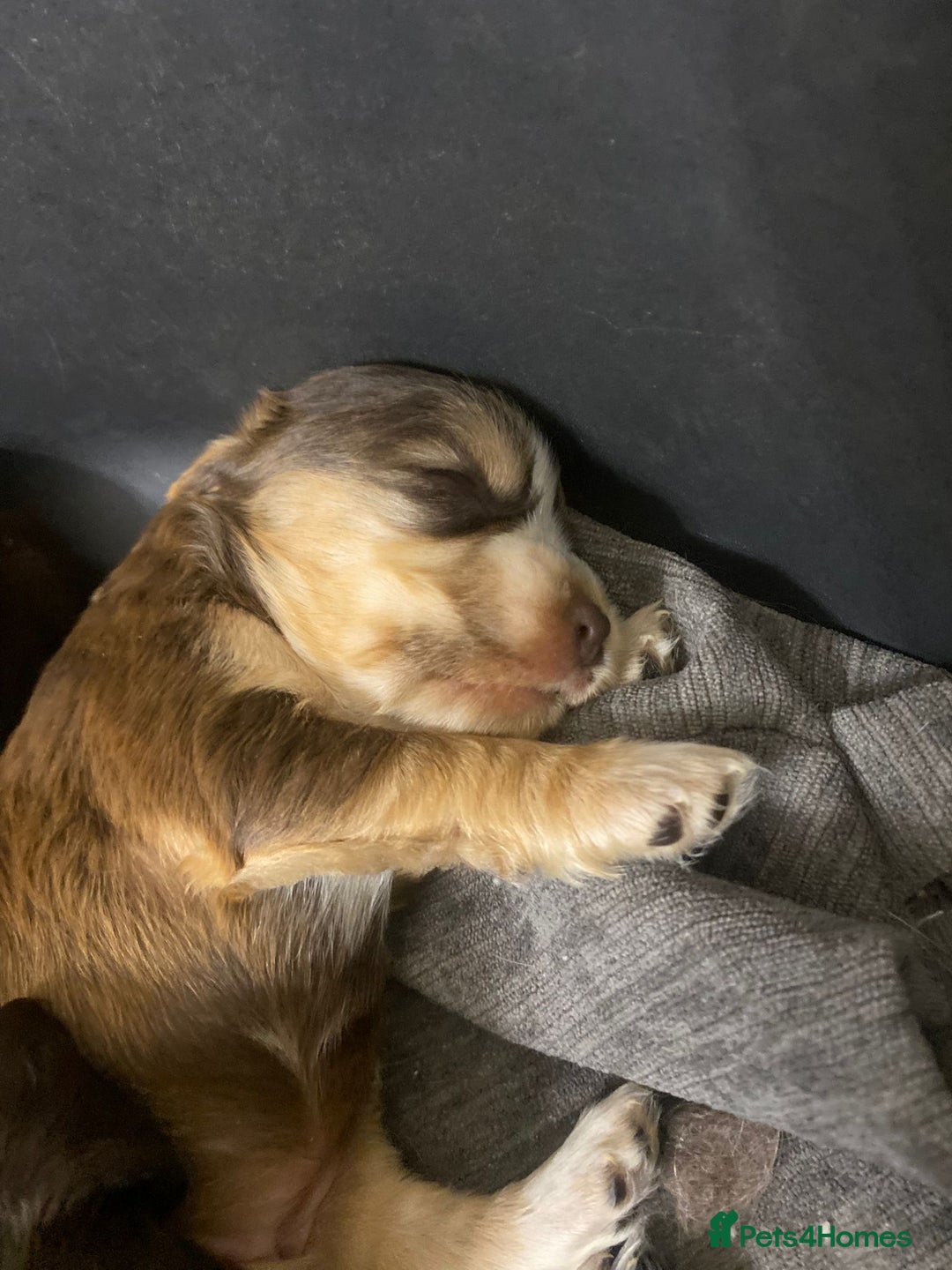 Cocker Spaniel dogs for sale: Stunning KC Reg Cocker Spaniel Pups Choco/Black - Image 10