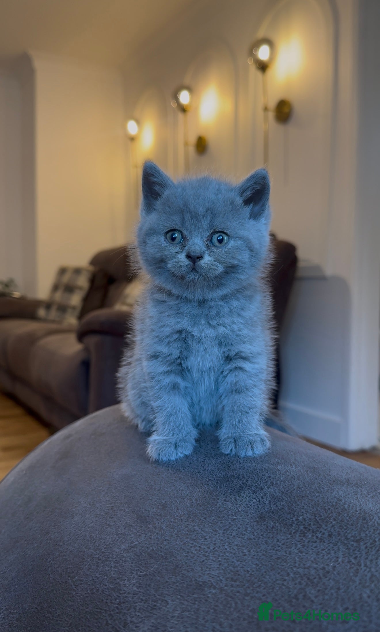 British Shorthair cats British short hair grey / blue kittens  - Advert 2