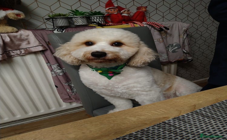Mixed Breed dogs - Advert 1