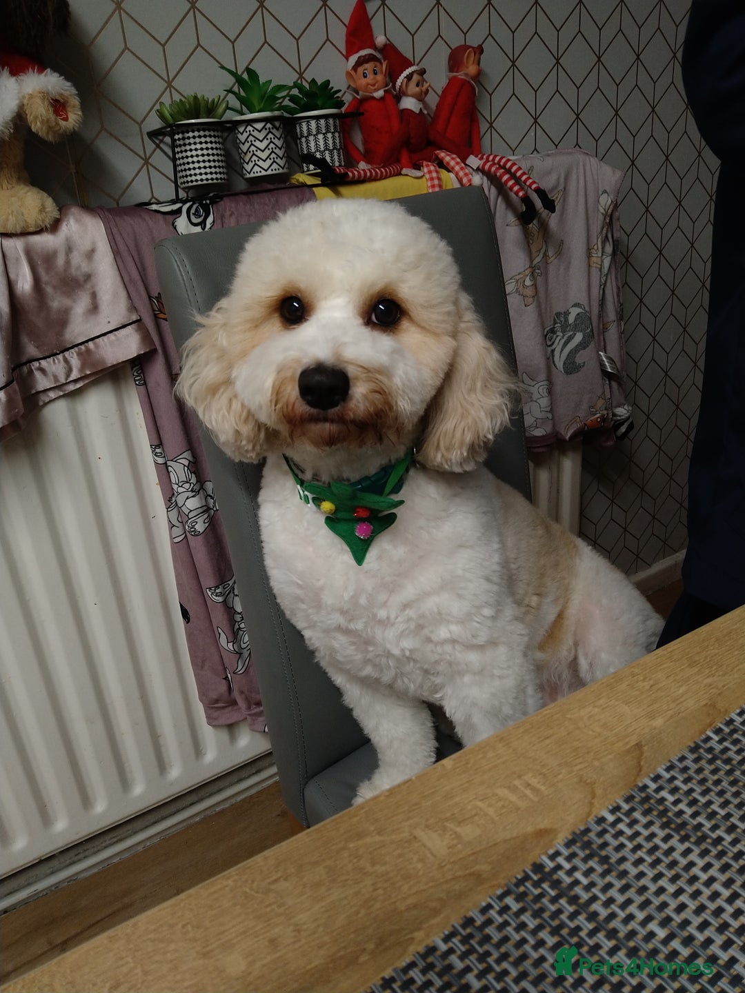 Mixed Breed dogs for sale: Cavapoochon pups litter due 13/09/25 7 confirmed  - Image 1